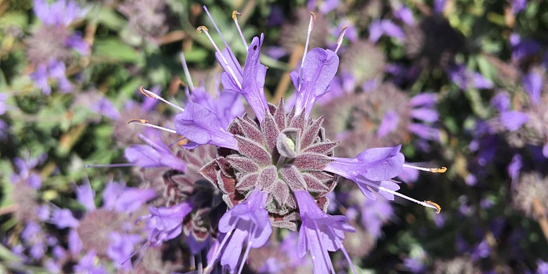 https___cdn.evbuc.com_images_102422544_11448527615_1_original