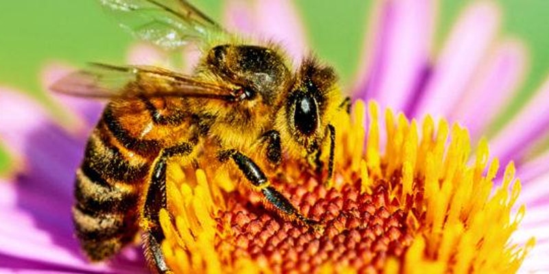 Plant a Pollinator Patch with TRCA and Ecosource