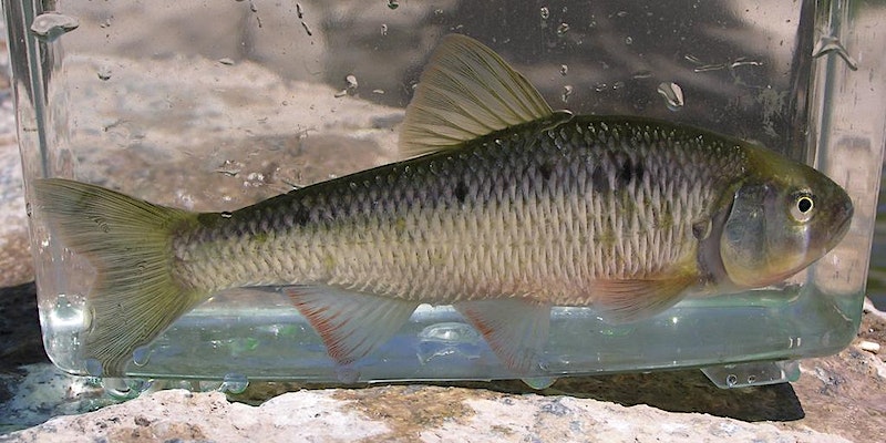 Electrofishing Volunteer Day