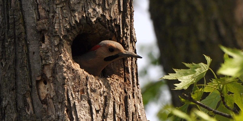 Jr. Forest Explorers Junior Forest Explorers